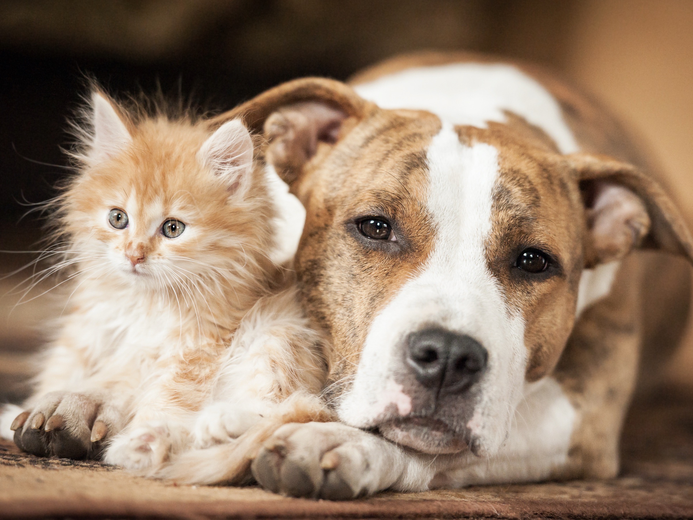 Veterinárne prípravky ALAVIS™ pre psy a mačky 